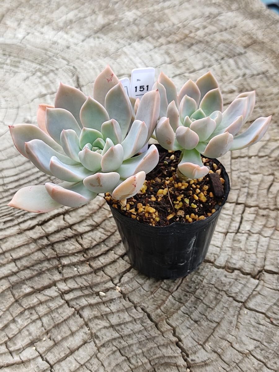 Amazon.co.jp: てっちん多肉植物グラプトベリア『ピンクプリティ